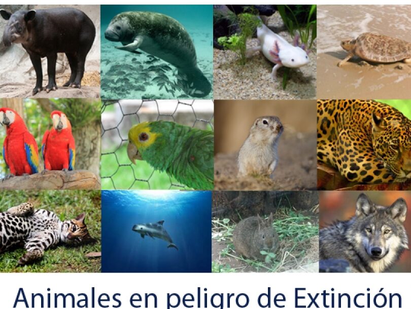 animales en peligro de extincion
