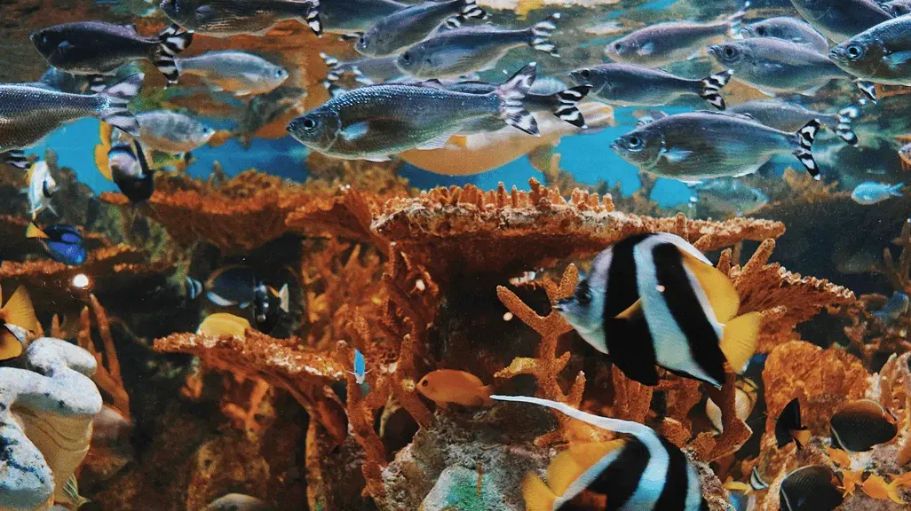 marina biodiversa y equilibrada